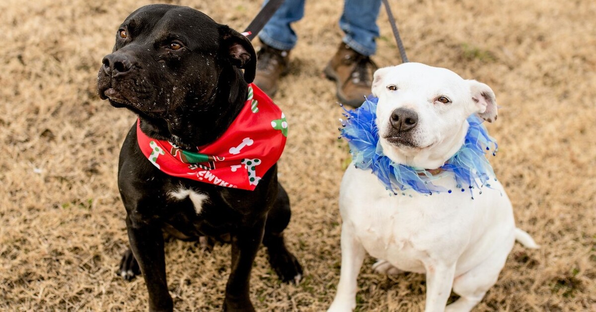 Mother Dog And Her Best Friend Are Safe From Starvation Thanks To Your Kindness!
