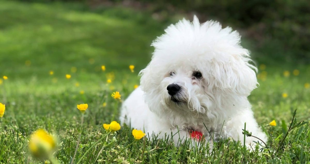 25 Top Dog Breeds For Someone In Their 70s