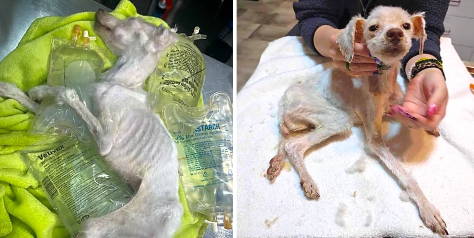 Alfonso Was Lost For 3 Months Then Found On Death's Door