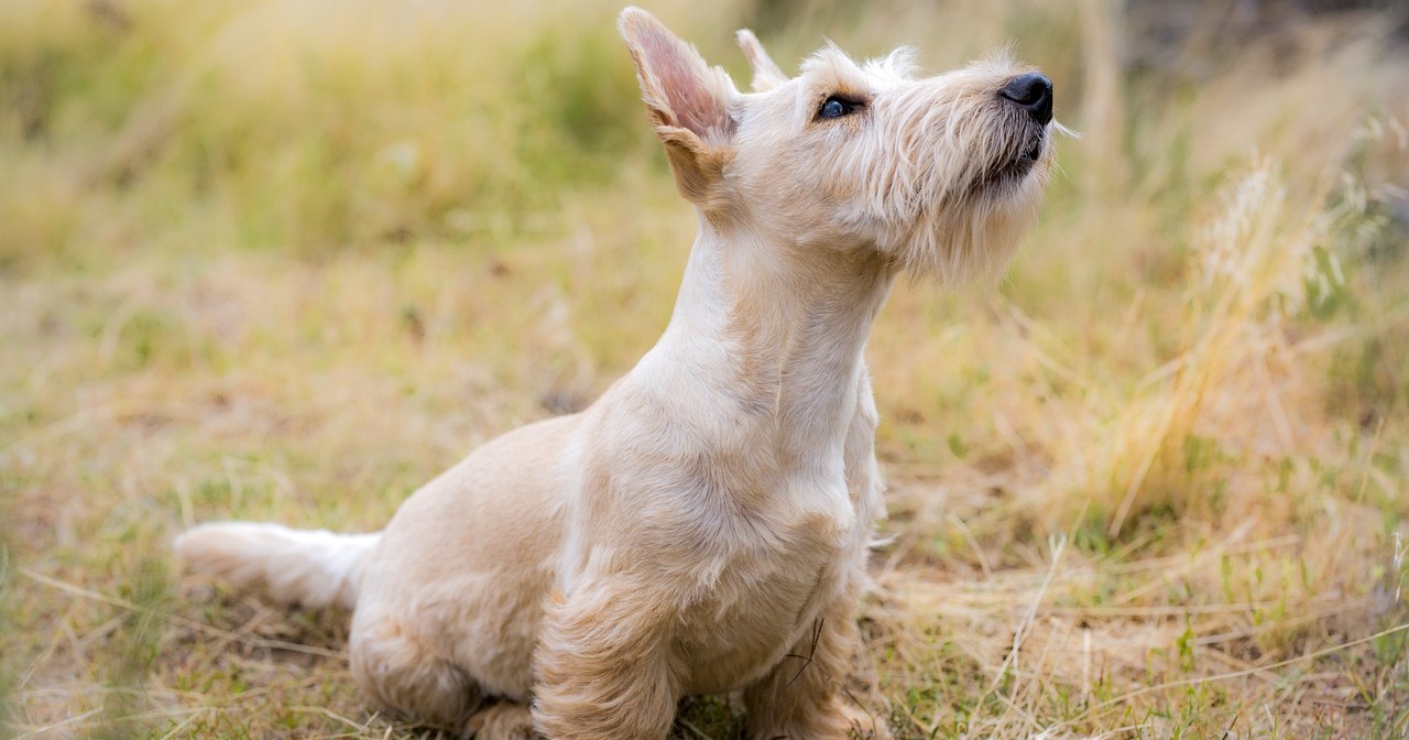 Top 8 Calmest Dog Breeds: Gentle and Easygoing Puppies for Seniors