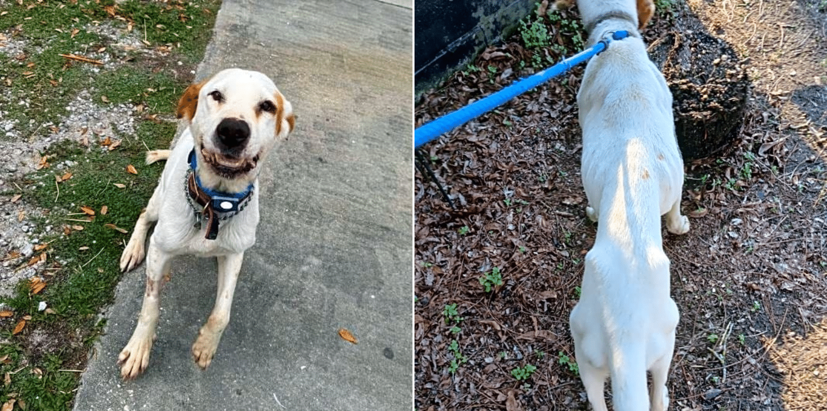 June Bug Ate Sand After Being Chained to Cinder Blocks & Left to Starve