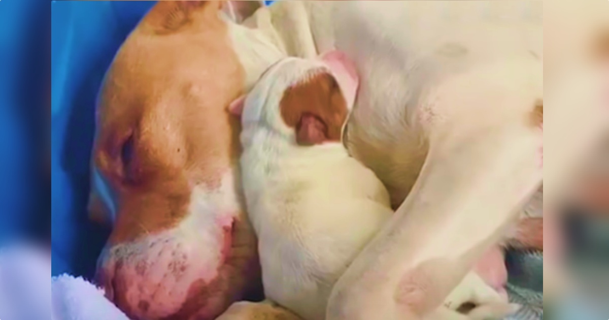 Mama Took Runt Of The Litter And Held Her Close Knowing She Needed Her Most