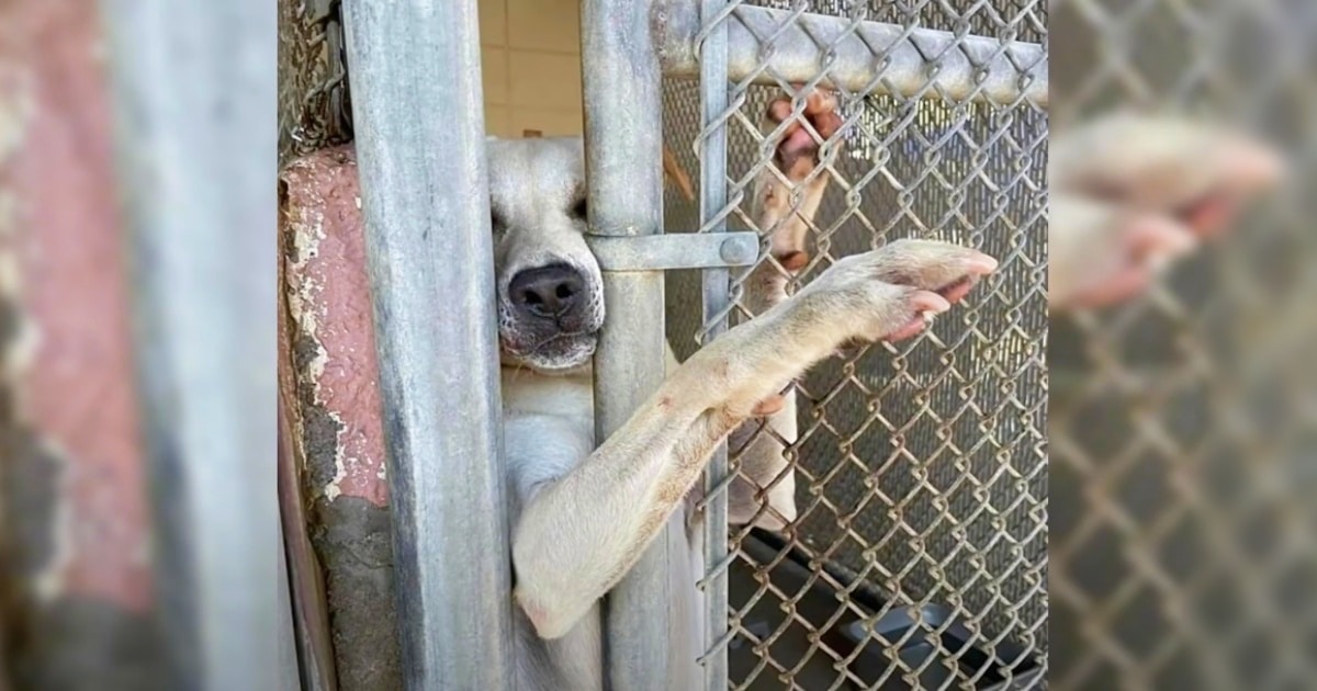 Shelter Dog Wanted To Hold Hands With Everyone Who Passed By His Kennel