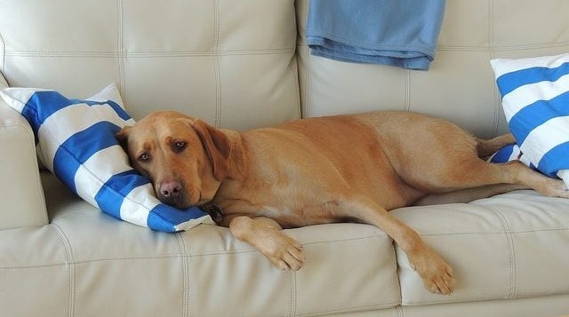 Separation Stres in Dogs: How to Calm Your Dog When You’re Not Home