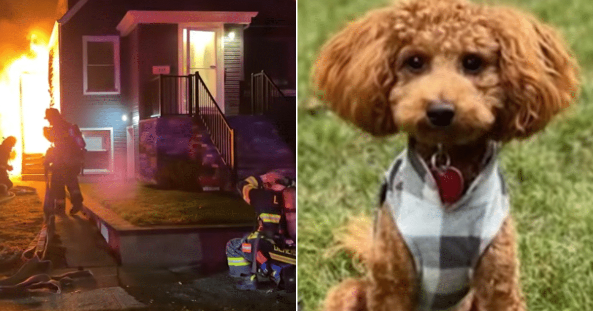 2-Year-Old Dog Saves Family From Fire While They Slept