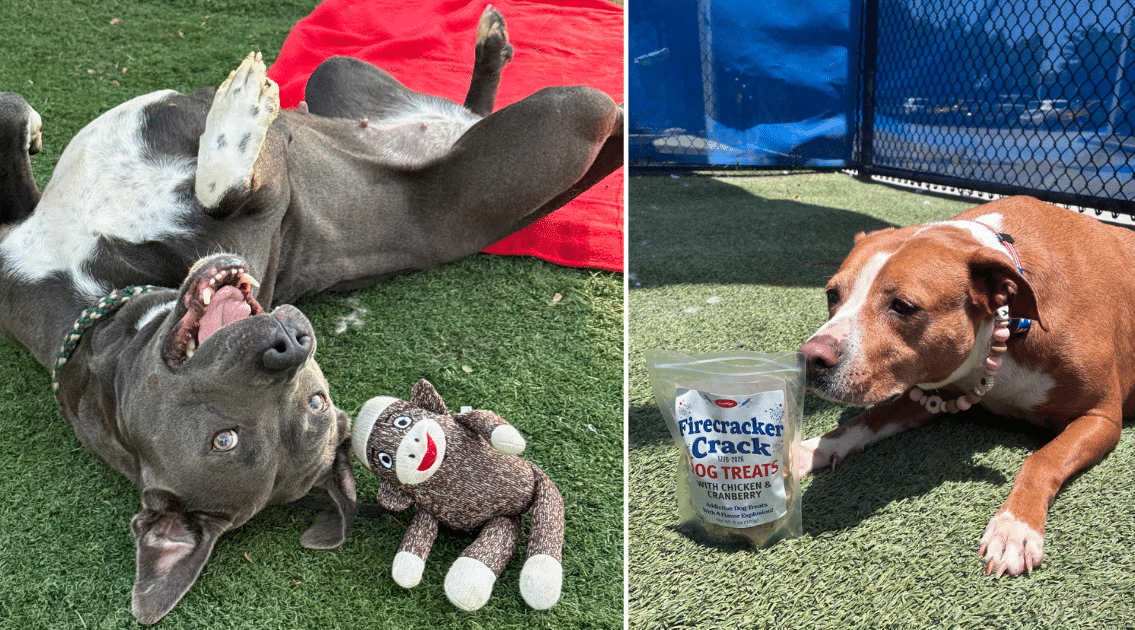 iHeartDogs Hero VIP Club Members & Supporters Gave Shelter Dogs a Brighter Summer