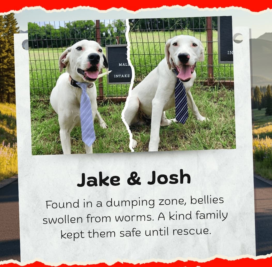 Jake & Josh - Found in a dumping zone, bellies swollen from worms. A kind family kept them safe until rescue.