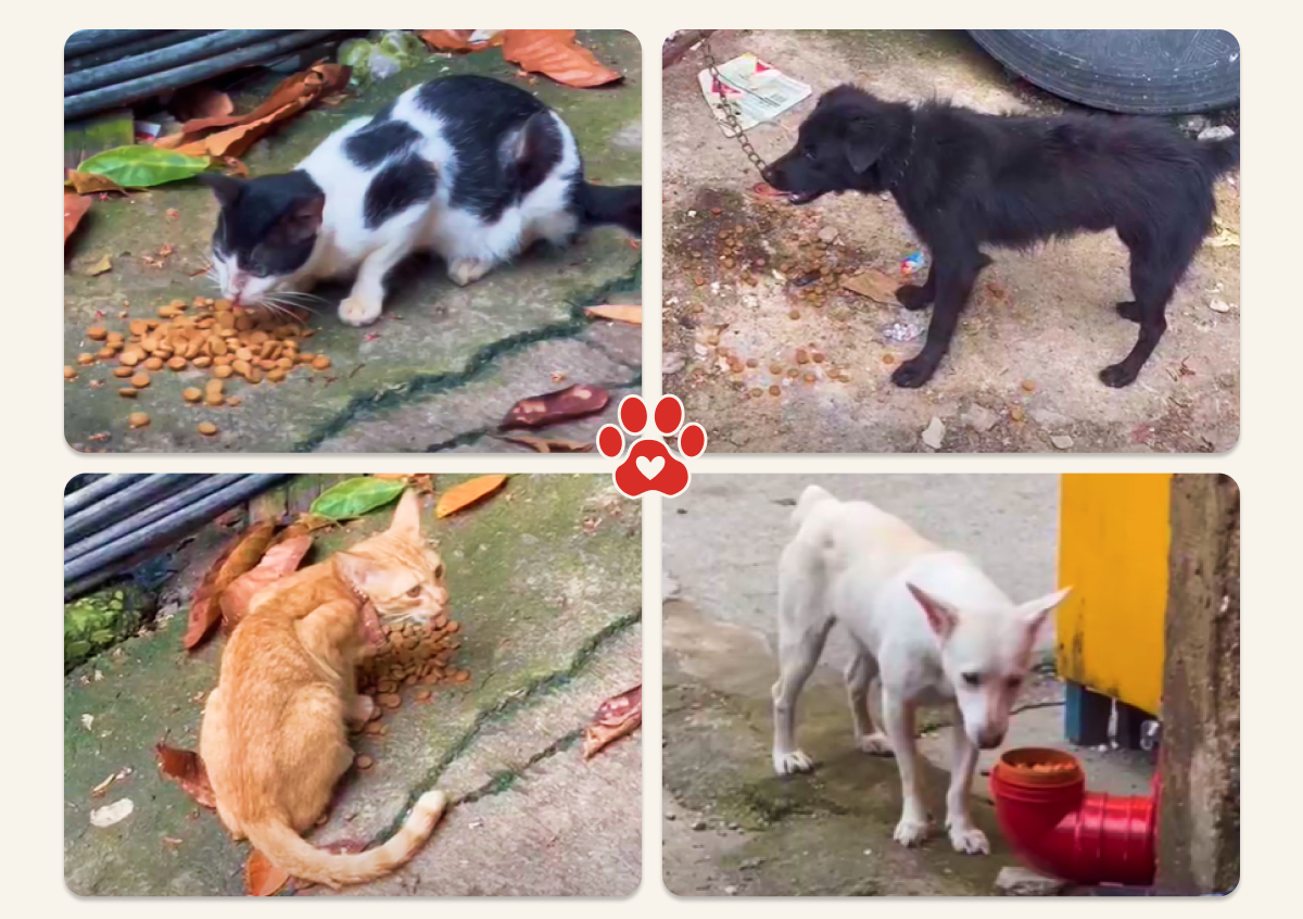 4-Picture Collage