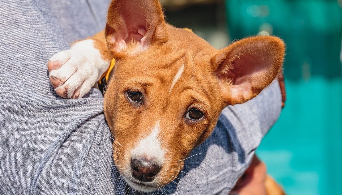 7 Dog Breeds That Rarely Ever Bark