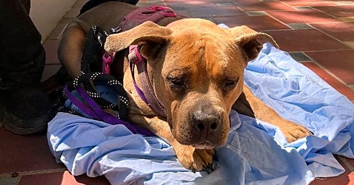 Roxie Needs Urgent Medical Care Before Starting Her Life