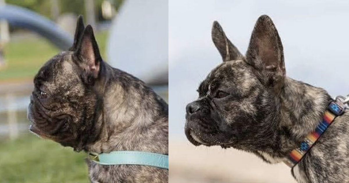 Dog Breeder “Reengineers” French Bulldogs To Finally Make Them Healthy