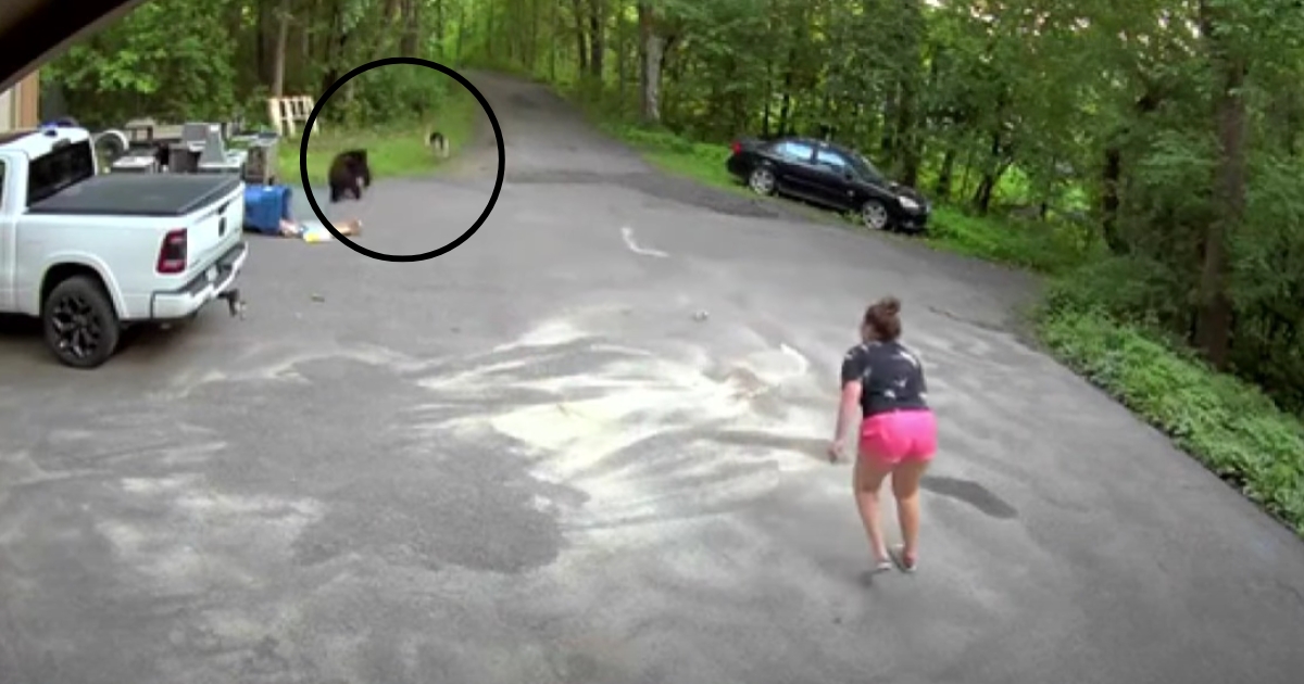 Dog Being Chased By Angry Bear Sees No Escape, ‘Panicked’ Owners Bravely Pursue