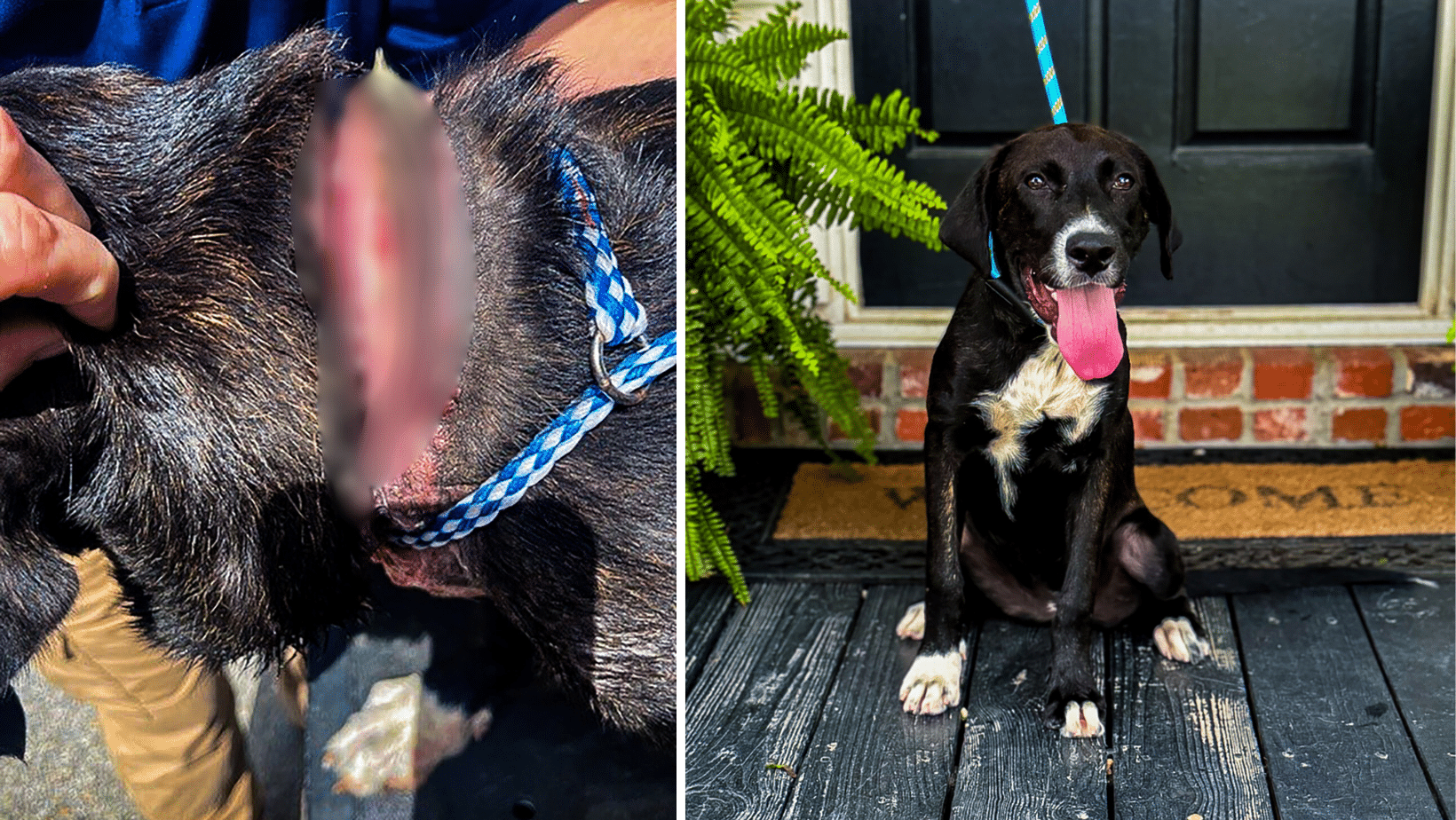Lady Bug Fell Into Neglect After Her Owner's Stroke