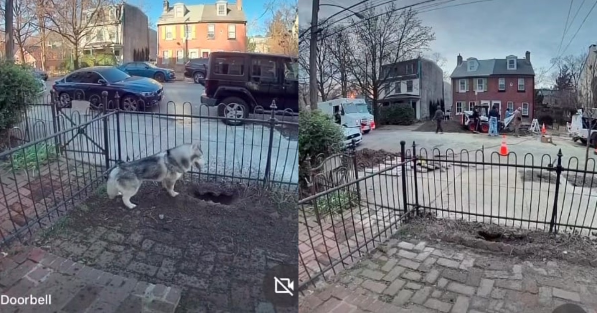 Husky Keeps Digging in Yard, Owner Investigates and Makes a Life-Saving Discovery