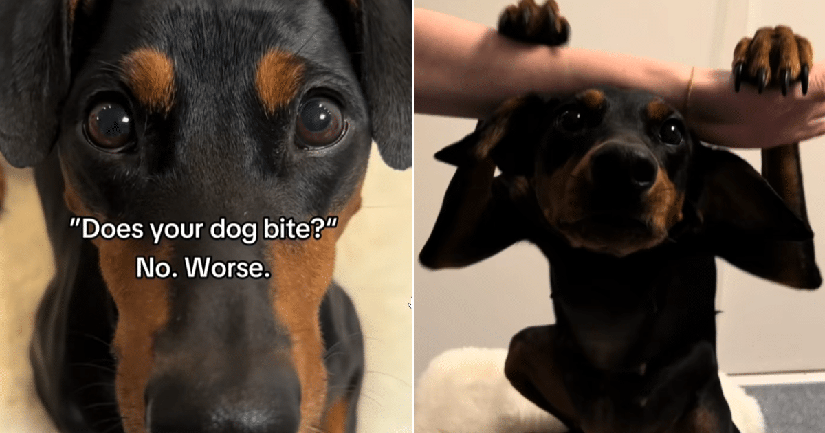 “Batdog” Dobermann Wows Internet After Owner Asked About Biting