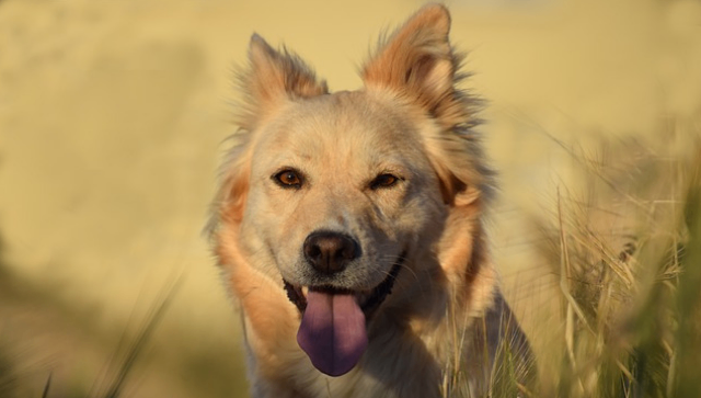 5 Ways Probiotics Can Help Your Dog