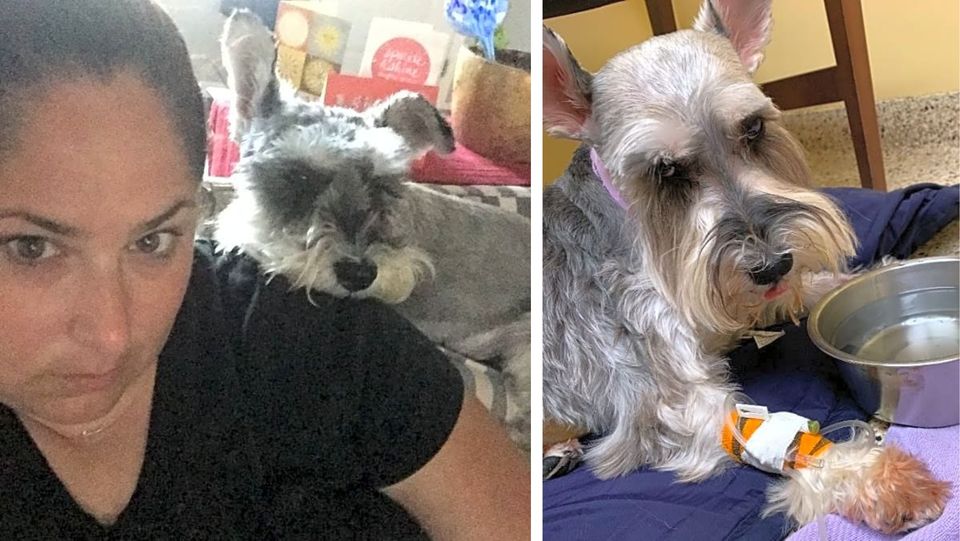 Pet Guardian and Canine Companion Battling Cancer Together