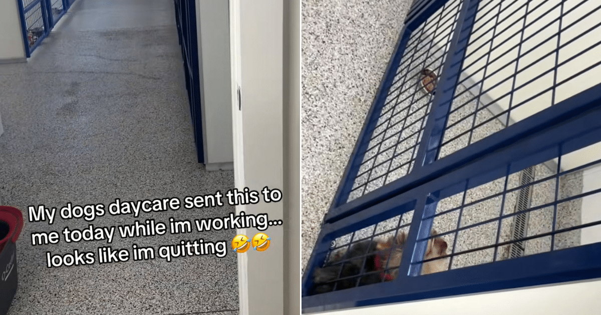 Dog’s Dramatic Daycare Meltdown Has His Owner Joking About Quitting Work
