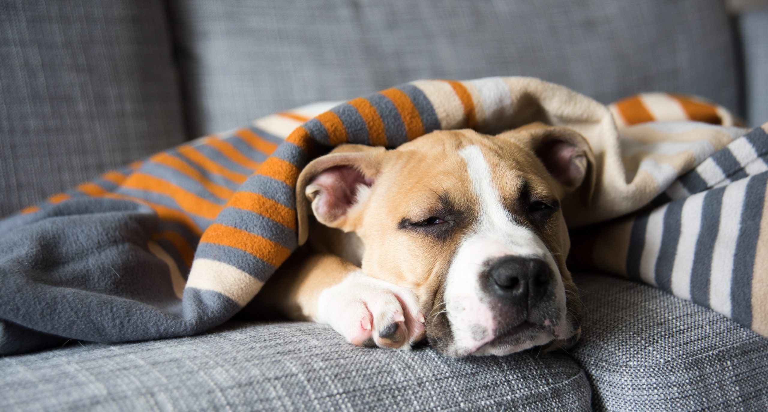 Top 7 Senior Dog Beds on Chewy: Ultimate Comfort & Support for Older Dogs