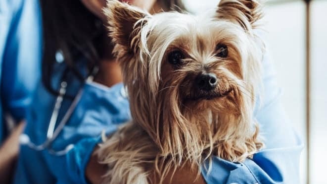 15 Dog Breeds with Higher Risks for Genetic Disorders