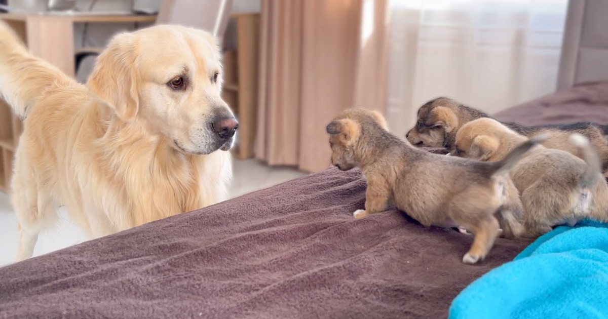 Golden Retriever Meets Puppies For The Very First Time And It’s Adorable