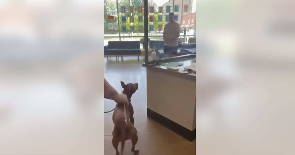 Dog Reunites With Owner After Shelter Makes Unexpected Discovery