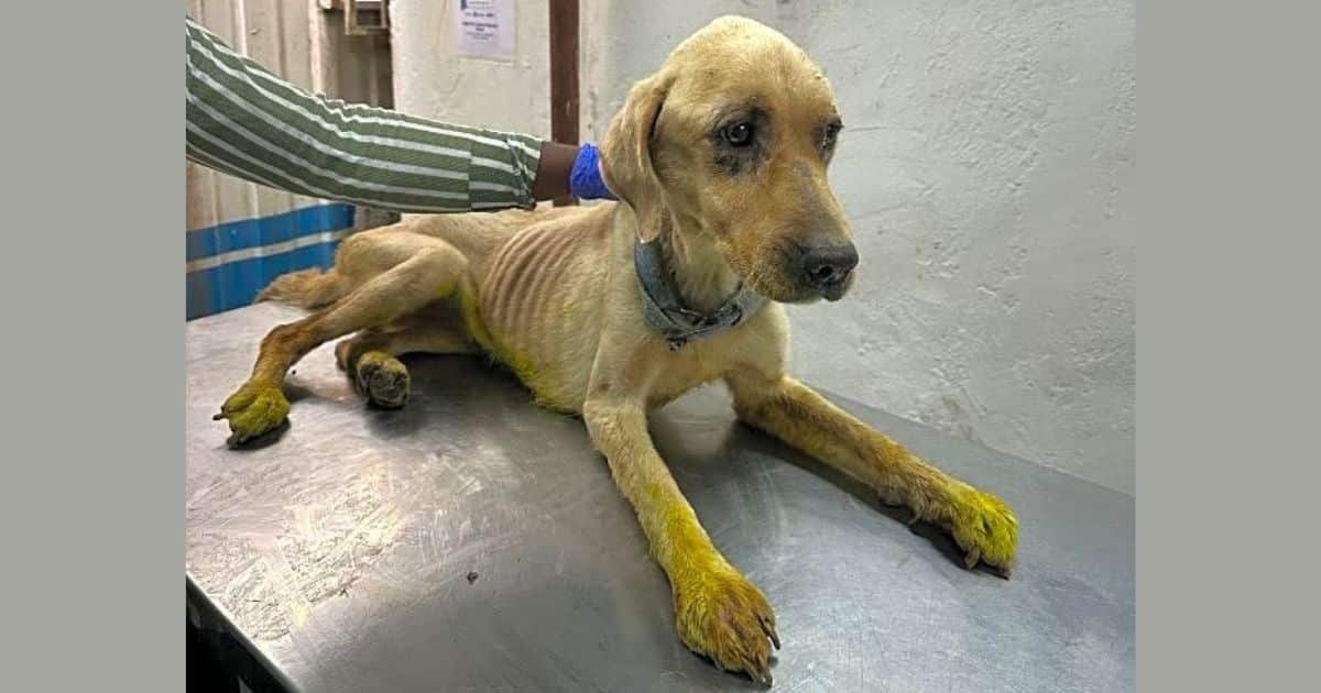 Jelly Was Left Wounded, Emaciated & Covered in Maggots