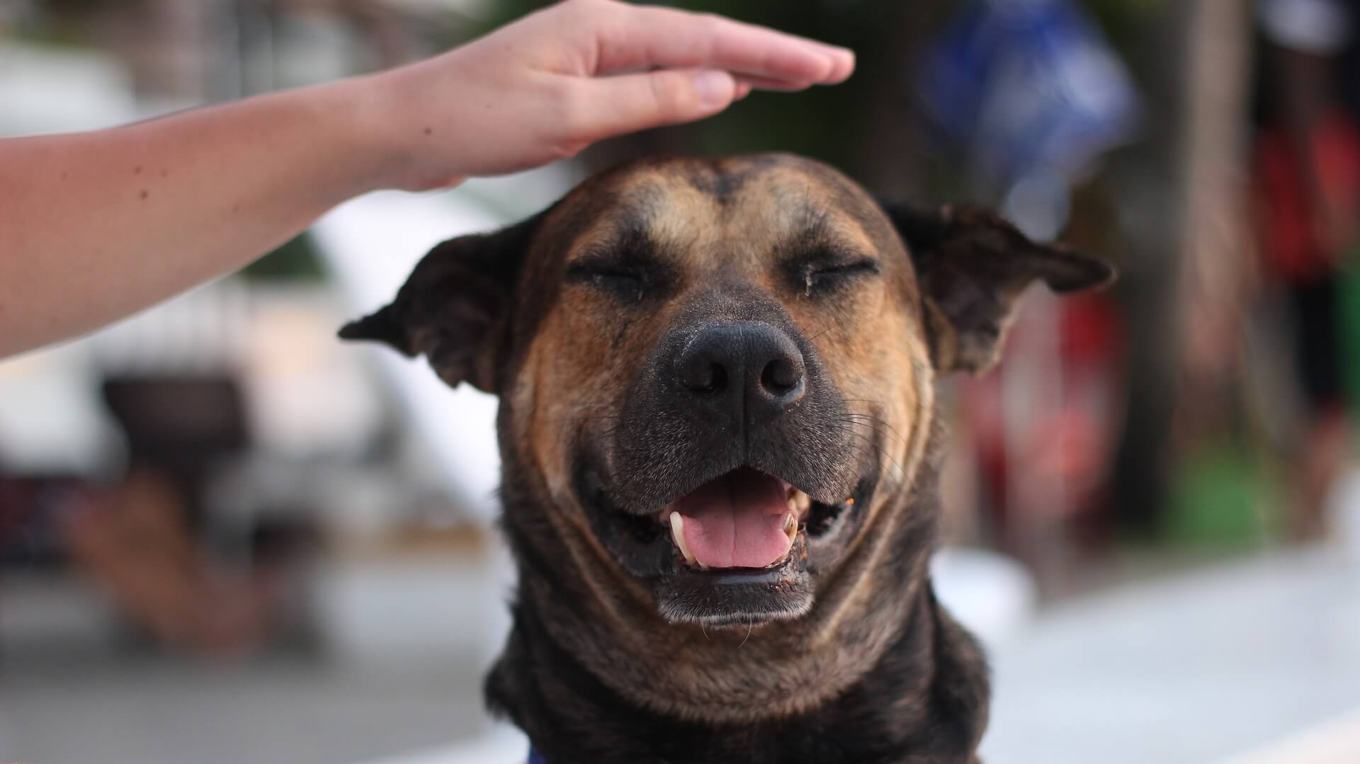 The ONE Thing To Look At Before Buying CBD Oil For Your Dog