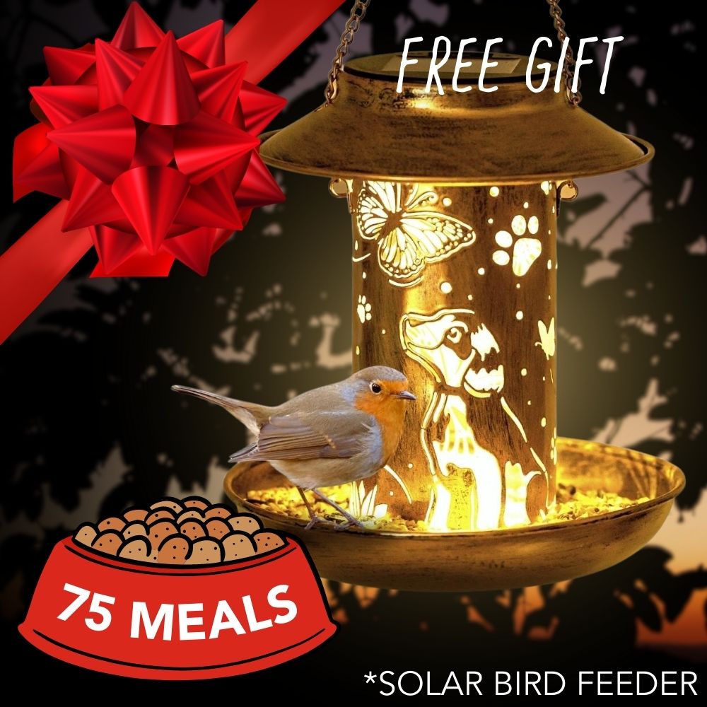 Feed 75 Shelter Dogs for $50 and Receive Enchanted Garden Rainbow Bridge Bird Feeder: Memorial Dog & Butterfly Home Decor