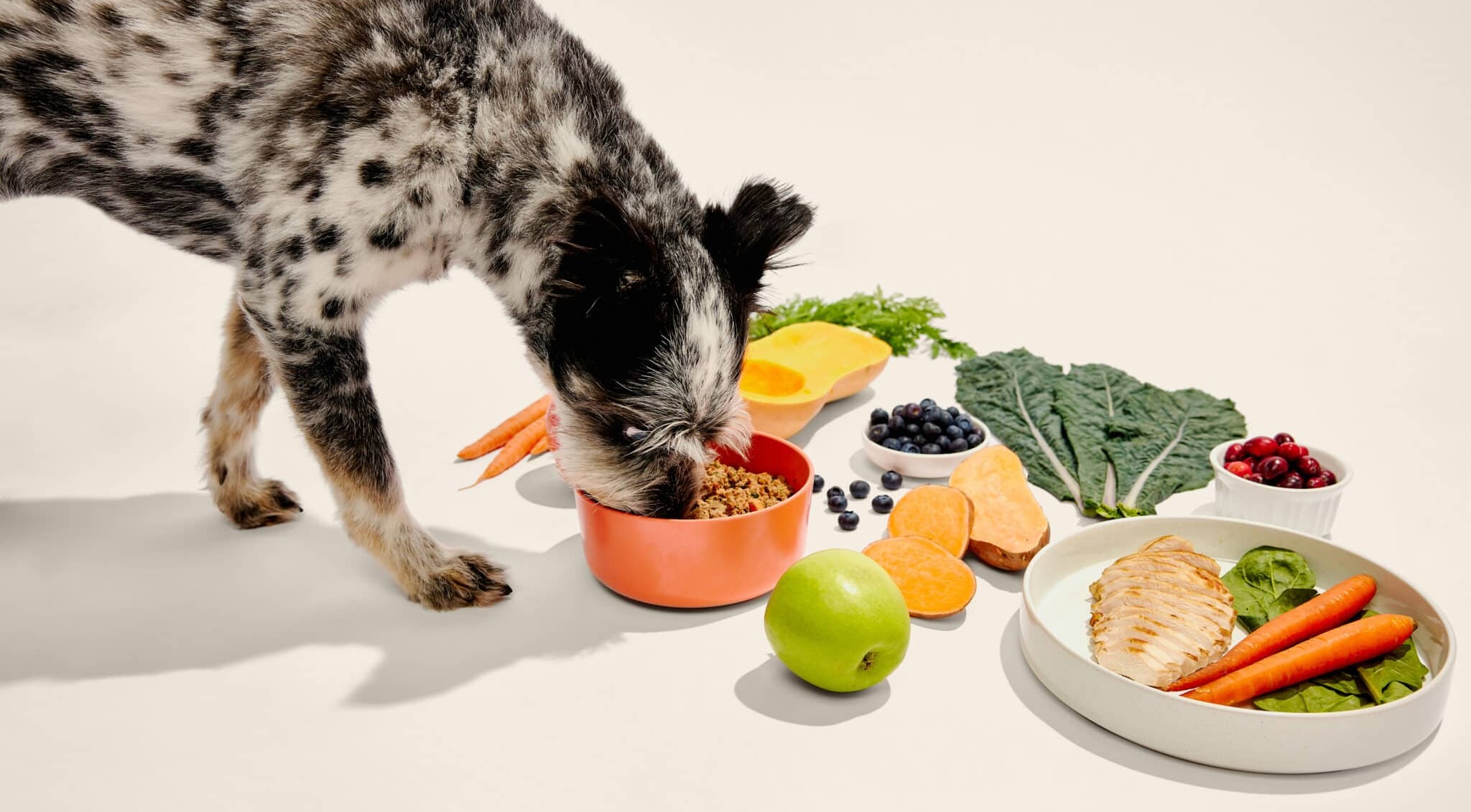 Ollie: Real, Human-Grade Dog Food For Your Furry Family