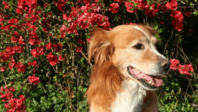 Can CBD Oil Help My Dog With Pain?