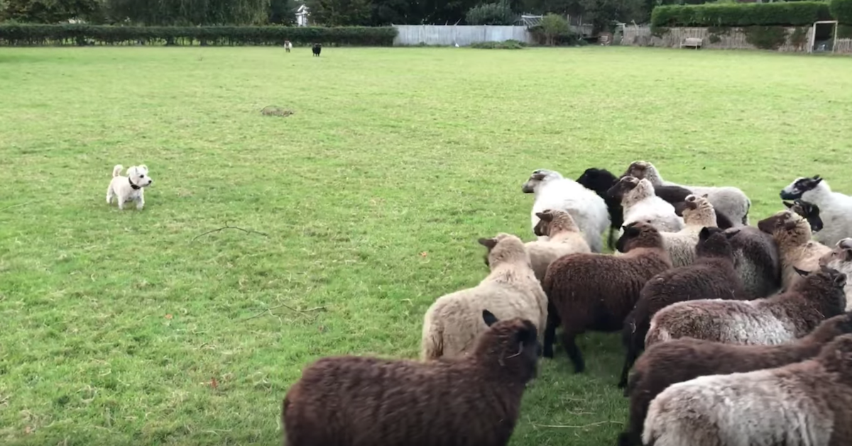 World’s ‘Worst’ Sheepdog Goes To Herd Sheep And Gets Them To Play With Him Instead