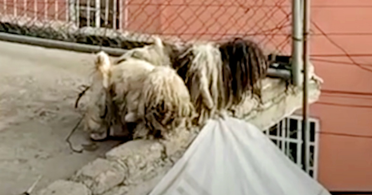 Matted Dogs Chained On Rooftop Get The Call They’ve Been Waiting For