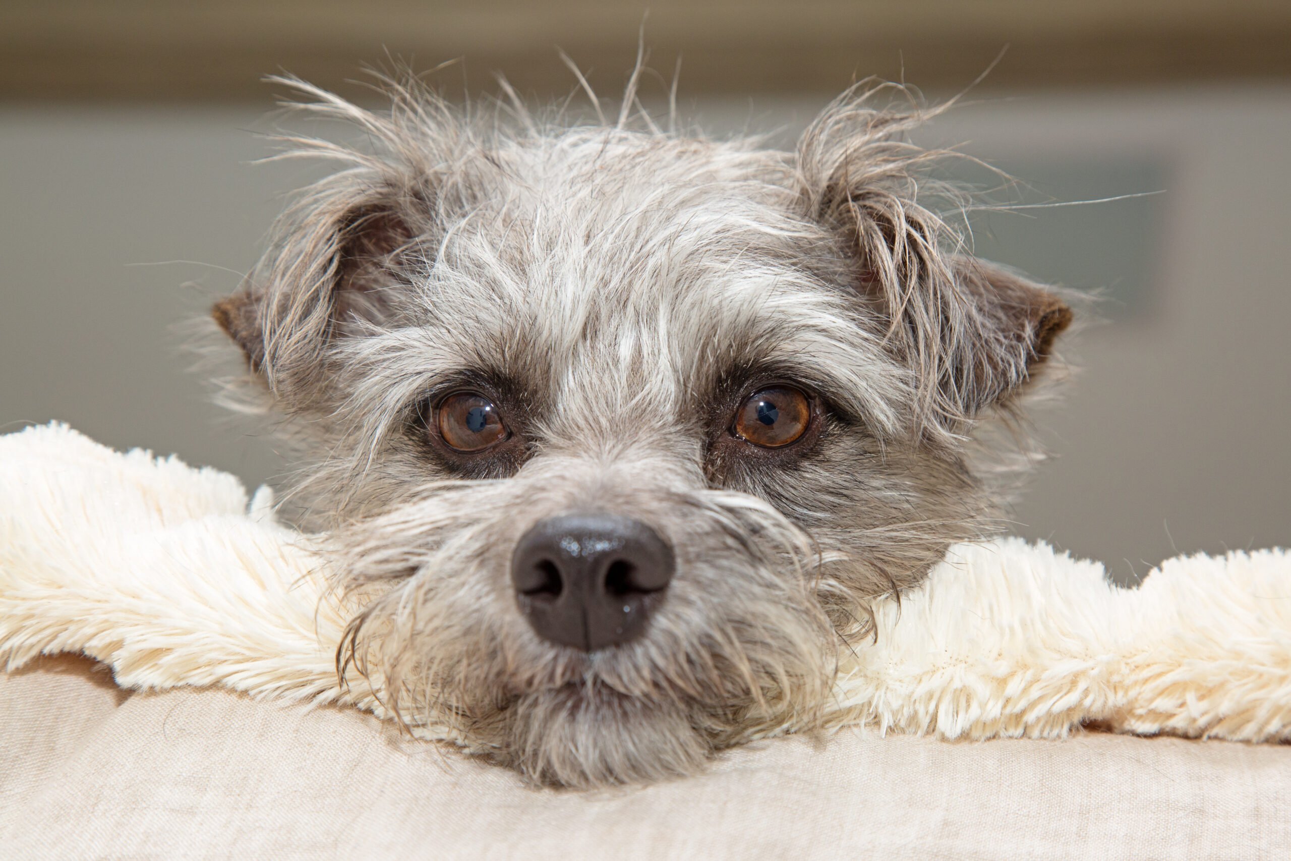 He Used to Be My Couch Buddy but Now He Just Looks up at Me From the Floor
