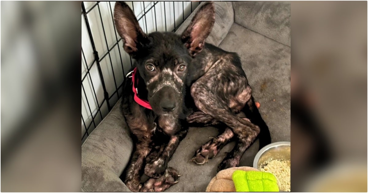 Frail Puppy Mustered The Strength To Drag Herself To A Nearby House