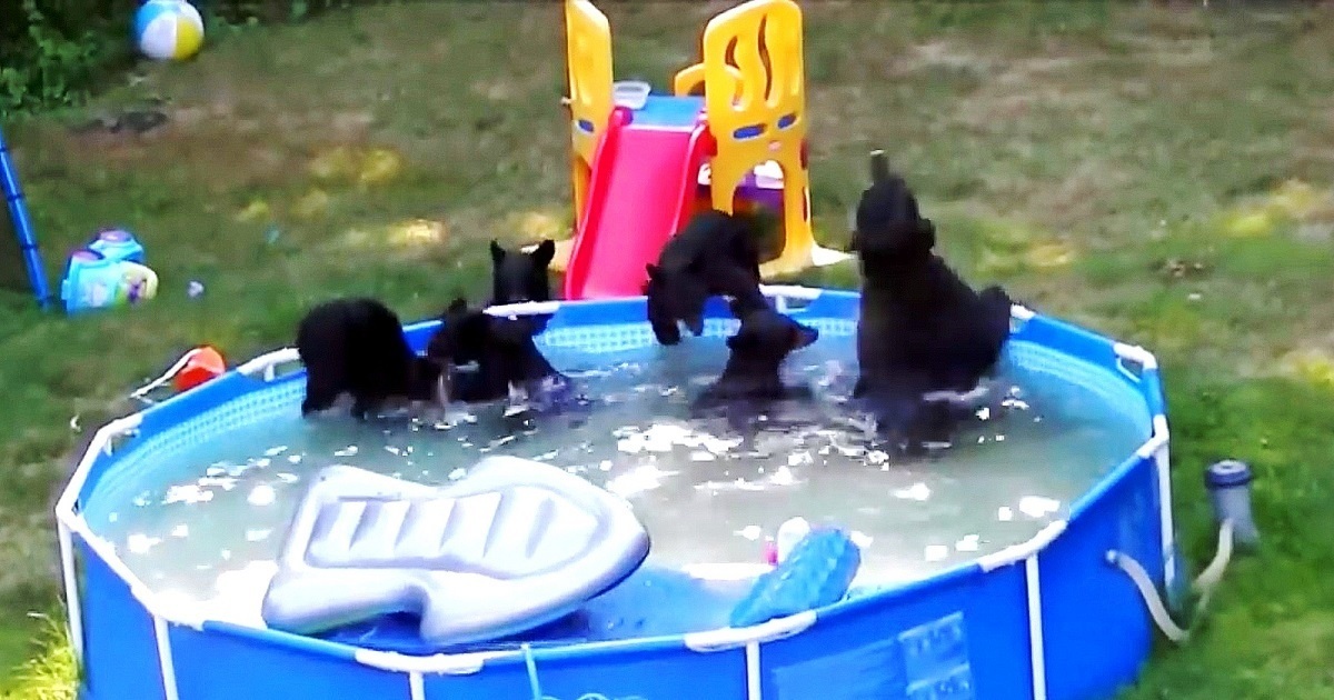 Family Was Planning On Using The Pool, But They Found It Was Already Occupied