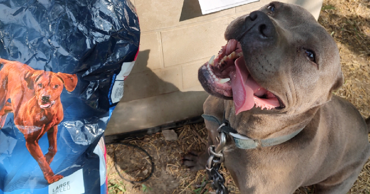 Because You Shop With Purpose, Hungry Dogs Can Stay With Their Families