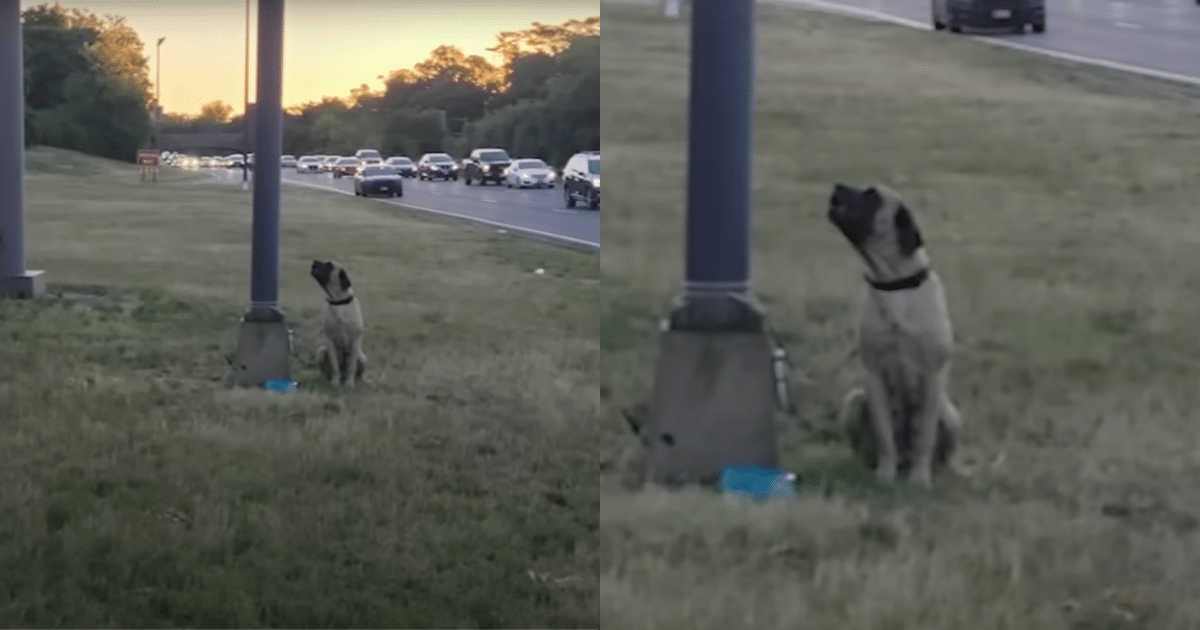 Dog Left Tied to Pole by Highway with a Note That Explains Everything