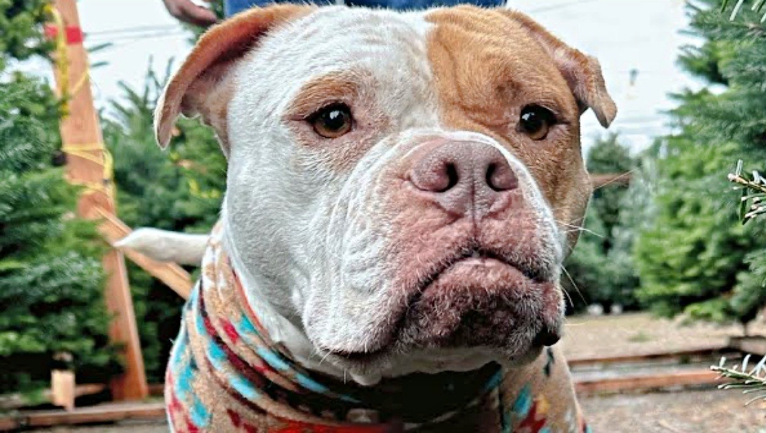 Desperate Dog That Lived On Trash Is Reprieved Minutes Before Euthanasia