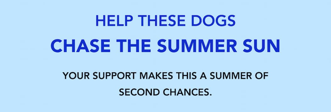 Help These Dogs Chase the Summer Sun - Your support makes this a summer of second chances.