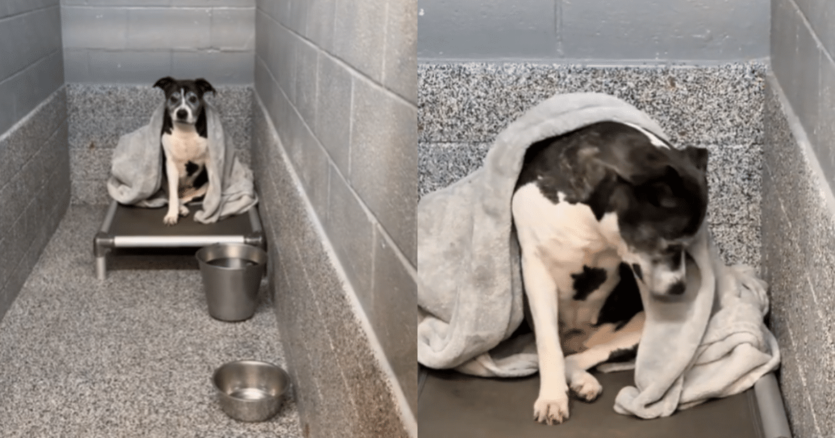 After Waiting for Ages, ‘Grandma’ the Shelter Dog Finally Gets Noticed