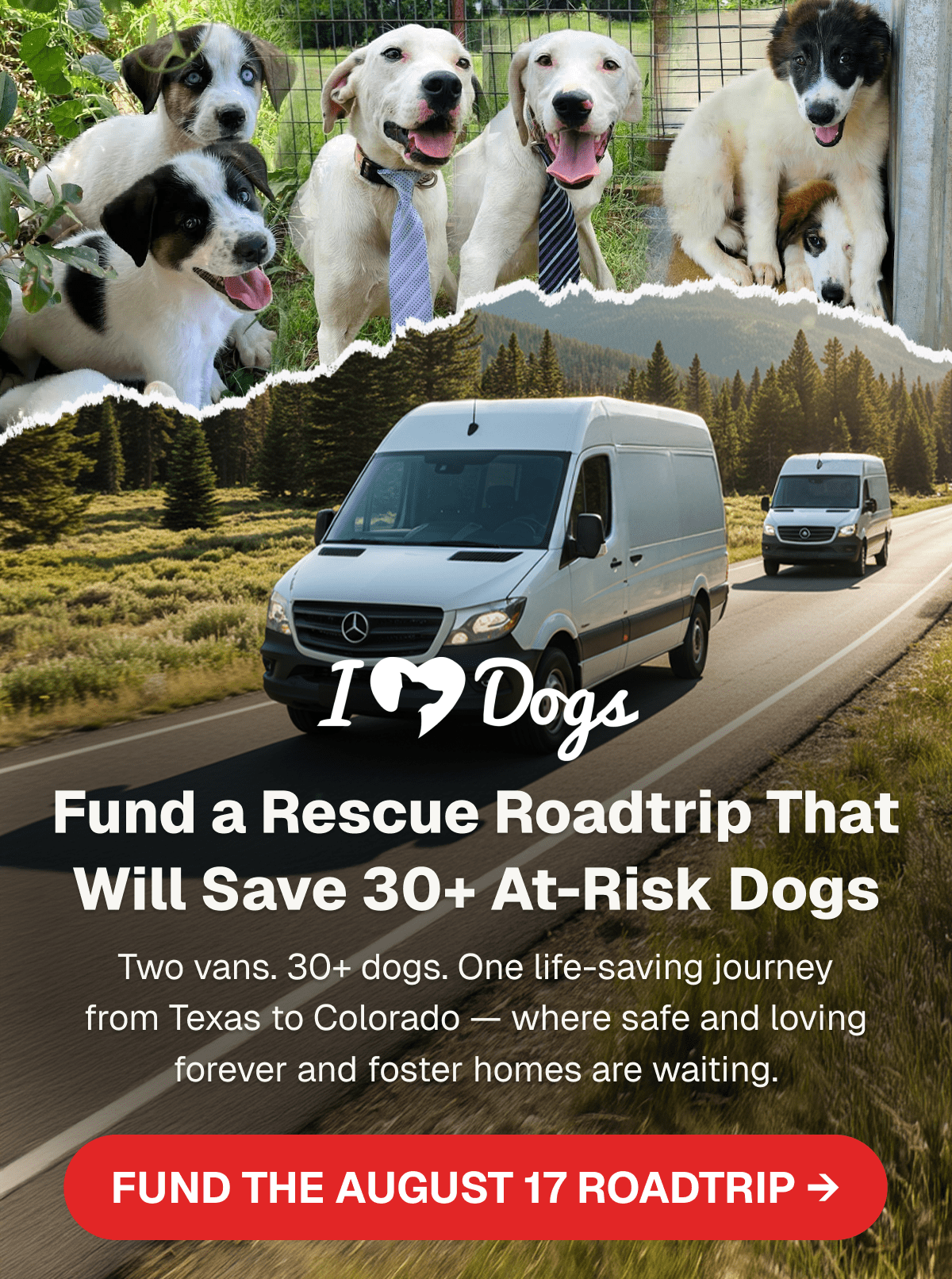 Fund a Rescue Roadtrip That Will Save 30+ At-Risk Dogs