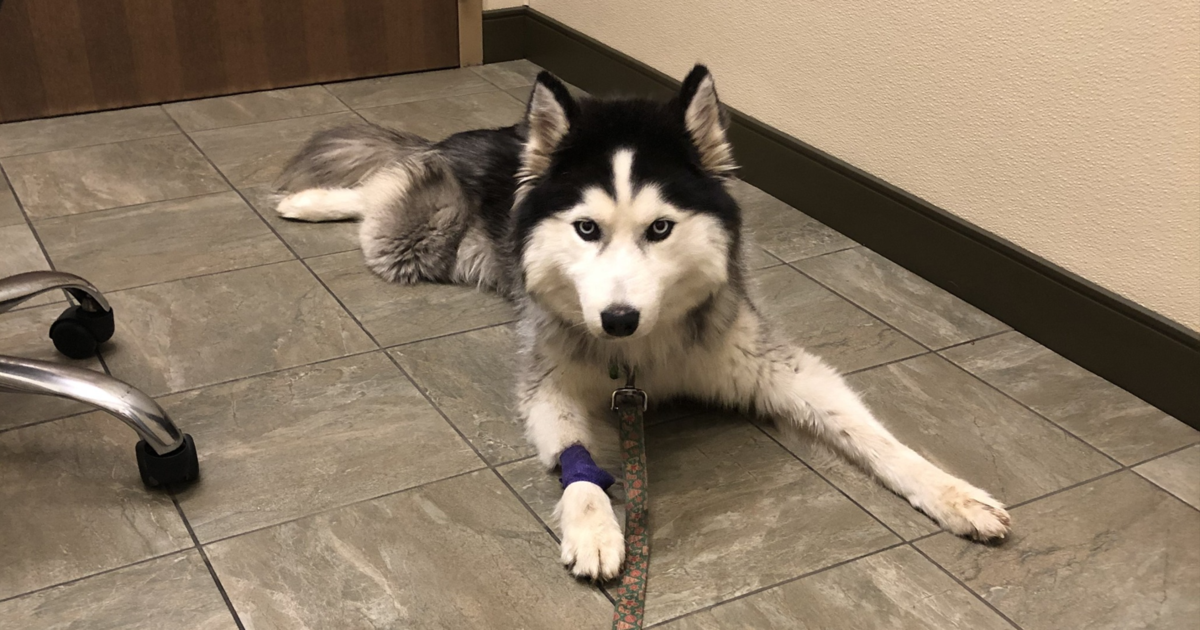 Dog Found Digging Through The Trash Gets A Second Chance Thanks To Your Help