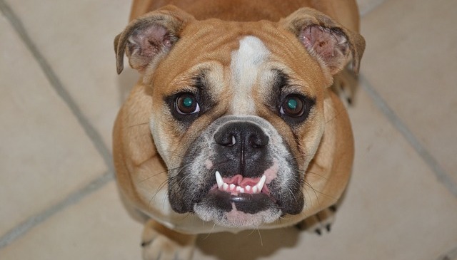 The Top 7 Questions Around Doggy Dental Health – ANSWERED