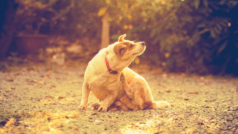 CBD Oil For Dogs With Seasonal Itchiness
