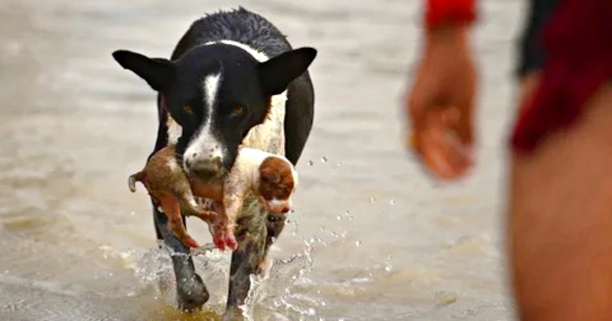 Dog Leaps Into River, Emerged With Puppy Swept-Away By Current