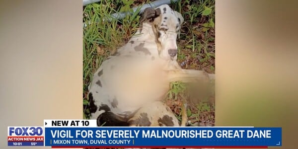 Beloved Great Dane Starved to Death