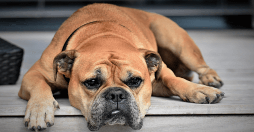 How This Delicious Meal Topper Can Improve Your Dog’s Heart