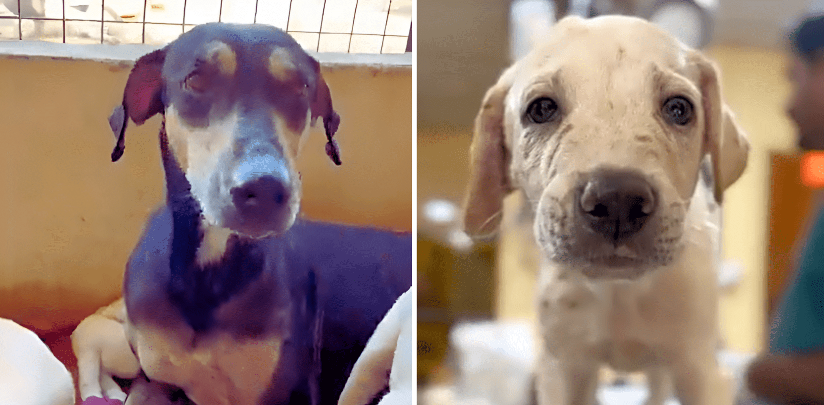 Urgent Help Needed to Save Mother and Babies Covered in Acid