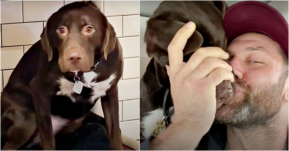 Shelter Dog That Didn't Trust A Soul Showers Man With Grateful Kisses